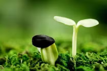Sóng siêu âm làm hạt nảy mầm nhanh