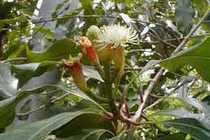 Đinh hương chữa đau xương