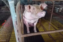 Giá heo hơi liên tục lao dốc