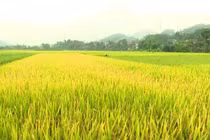 Thủ tướng đồng ý cho tỉnh Hải Dương chuyển hơn 11ha đất trồng lúa sang đất phi nông nghiệp