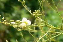 Kiểm soát huyết áp bằng… hoa
