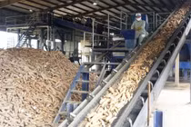 Dự báo xuất khẩu sắn và sản phẩm từ sắn duy trì ở mức cao
