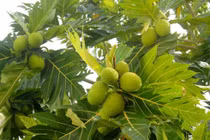 Sa kê bổ tỳ vị 