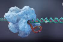 Công cụ chỉnh sửa gene CRISPR trong chẩn đoán bệnh