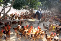 Hà Nội lo bùng phát cúm A/H5N8 tại các chợ đầu mối
