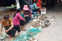  Thanh Hóa: Ngăn chặn tình trạng “tận diệt” chim hoang dã