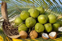 Bảo quản trái dừa tươi