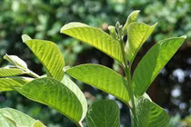 Tác dụng kỳ diệu của lá ổi