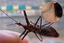 Bọ xít hút máu không có mùi hôi