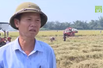 Hàng chục cọc sắt cắm trên ruộng lúa mùa gặt