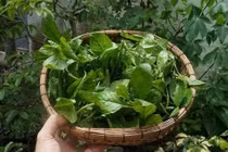 Không phải rau nào cũng ăn được