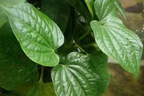  Lá trầu chống say xe