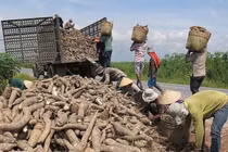 Doanh nghiệp sắn kêu cứu vì văn bản của Tổng cục Thuế