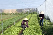  Trồng rau không sâu bệnh