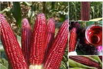 Ngô đỏ 30.000 đồng/bắp không phải hàng biến đổi gene