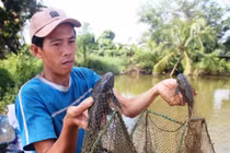 Đi săn trứng cá tỳ bà