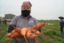 Nông dân gấp rút "vét" rau củ thu hồi vốn sau khi TP Chí Linh gỡ phong tỏa