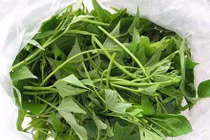Lá khoai lang có hoạt tính chống ung thư