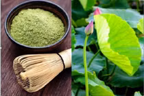 Cách chữa bệnh gan nhiễm mỡ bằng lá sen và mướp đắng