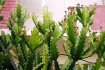 Xương rồng chữa đau lưng 