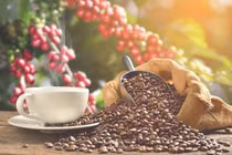Cà phê làm tăng hay giảm nguy cơ đột quỵ?