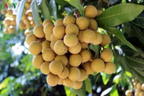 Món ăn, vị thuốc quý trị bệnh từ nhãn