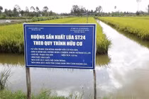 Gạo lúa tôm là gì?