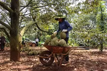 Giải bài toán hàng trăm nghìn tấn nông sản ở các tỉnh phía Nam