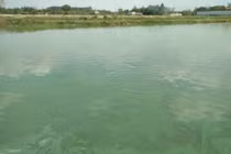 Ao nuôi nhiều tảo, tôm cá có mùi hôi