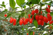 Loại quả tốt hơn đông trùng hạ thảo