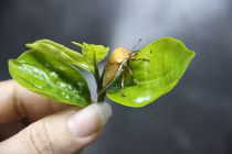 Bọ xít có thể tốt cho cây trồng