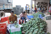 Xuất khẩu nông sản sang Trung Quốc: Muốn bền vững phải chính ngạch