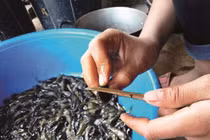 Độc lạ canh chua nòng nọc