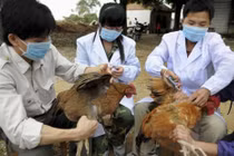 Các địa phương chủ động phòng chống cúm gia cầm A/H5N8