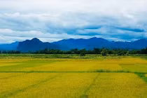 Ninh Bình chuyển đổi 78,26ha đất trồng lúa sang đất phi nông nghiệp