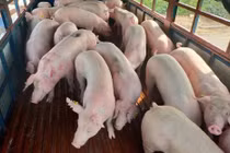 Tiêu hủy 34 nghìn lợn bệnh, giá thịt lợn chưa giảm