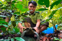 Nhờ công tác tuyên truyền, vận động, một người dân ở thị trấn Đồng Lê, huyện Tuyên Hóa (Quảng Bình) đã tự nguyện giao nộp cho Hạt Kiểm lâm huyện Tuyên Hóa 3 cá thể rùa núi viền.