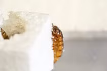 Loài 'siêu giun' Zophobas morio thông thường có thể ăn polystyrene. Ảnh: Đại học Queensland.