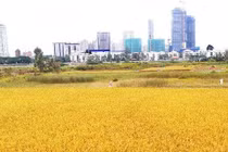 Ruộng lúa tại TP Thủ Đức.