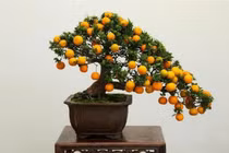 Để quất không rụng quả