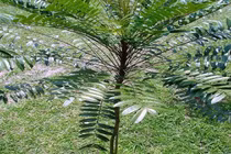Chất kháng viêm trong rễ cây bá bệnh