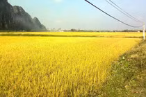Quảng Nam chuyển mục đích 8,1ha đất trồng lúa năm 2020