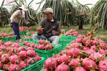 2/3 lượng rau quả xuất khẩu Việt Nam được xuất sang Trung Quốc