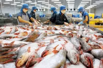 Giá cá tra giảm sâu, người nuôi lỗ nặng