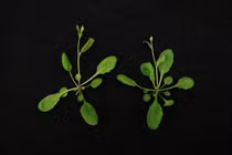 Phát triển thành công ổ gene trên cơ sở CRISPR/Cas9 đầu tiên ở thực vật