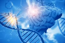 Những vùng gene góp phần vào sự phát triển nhận thức