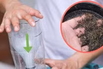 Đèn bắt muỗi
