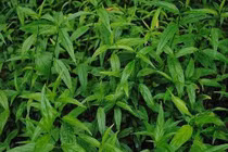 Mảnh cộng - cây rau mát