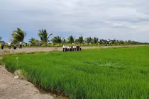 Trồng lúa ST25 ở miền Bắc cho chất lượng không cao