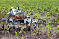 Robot nhỏ chăm sóc cây trồng theo hướng bầy đàn